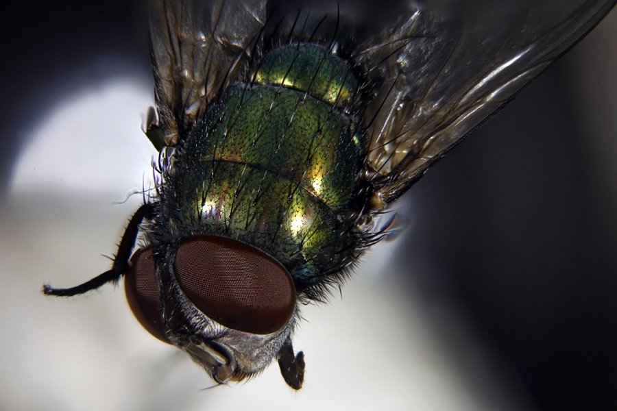 ApiladoH000003_2.jpg