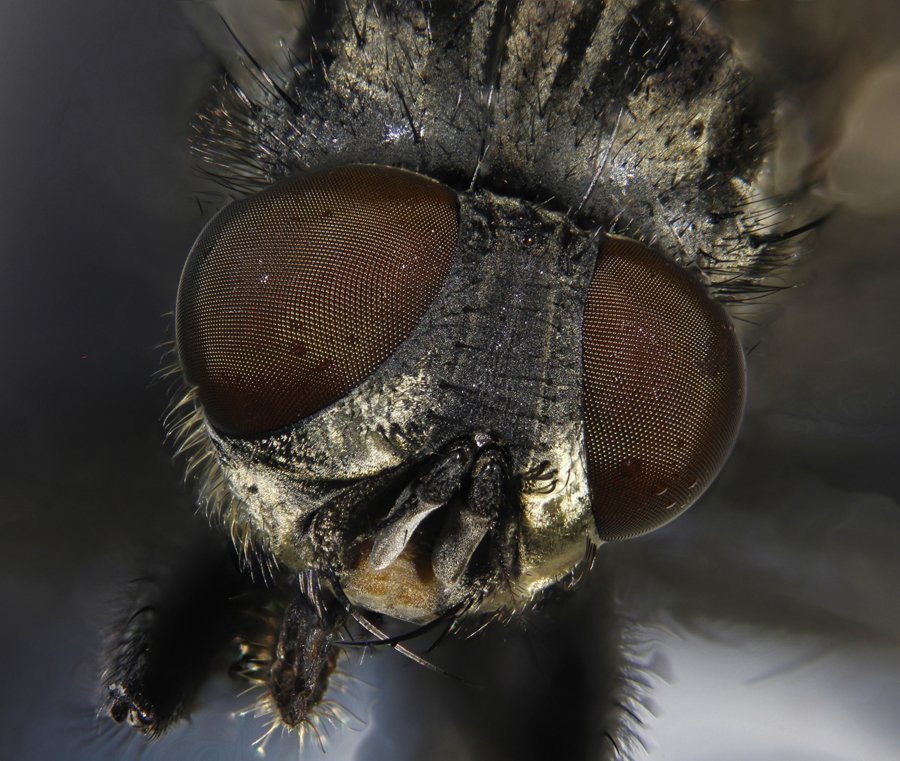 ApiladoH000268_1.jpg