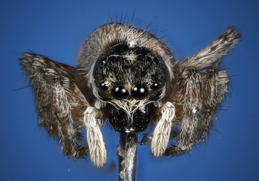 ApiladoH000589_1p.jpg