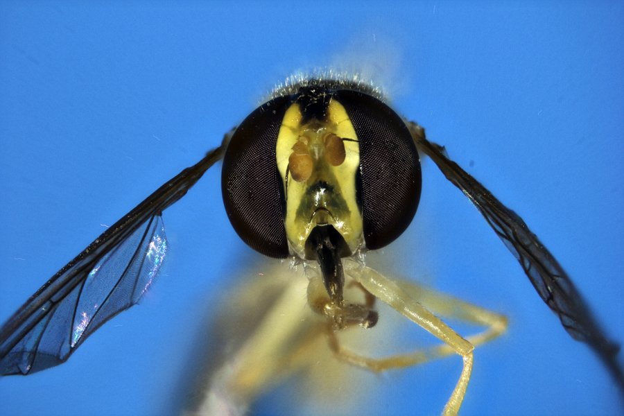 ApiladoH000703_1.jpg