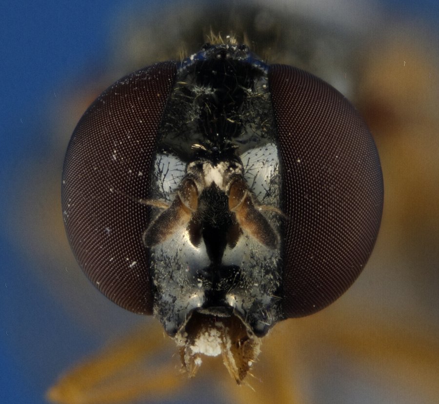 ApiladoH000988_2.jpg