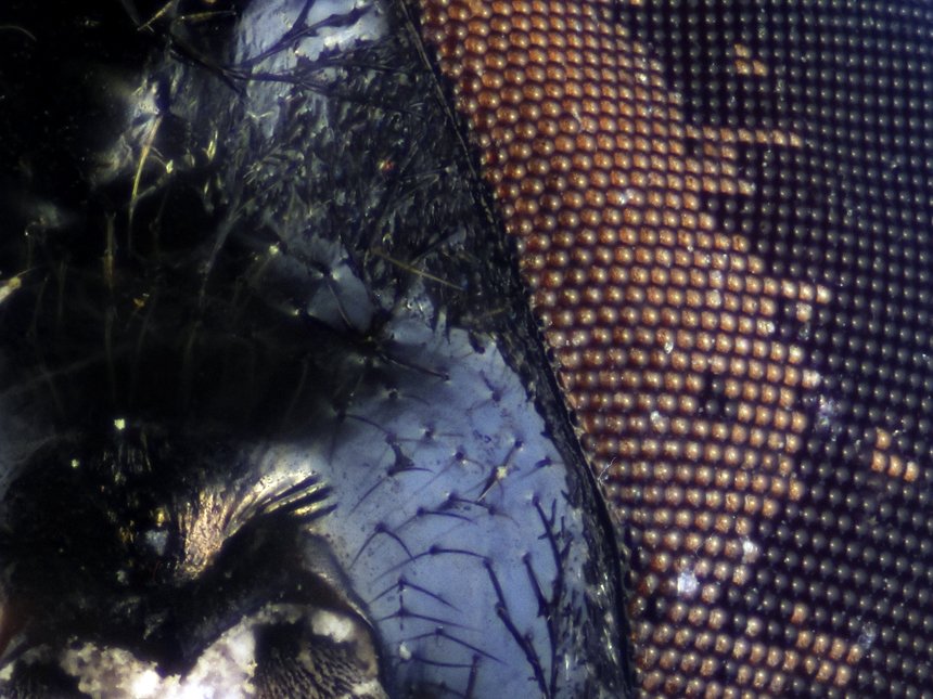 ApiladoH001059_2.jpg