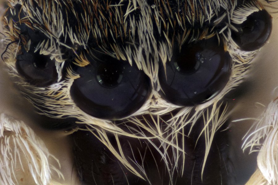 ApiladoH001451p.jpg