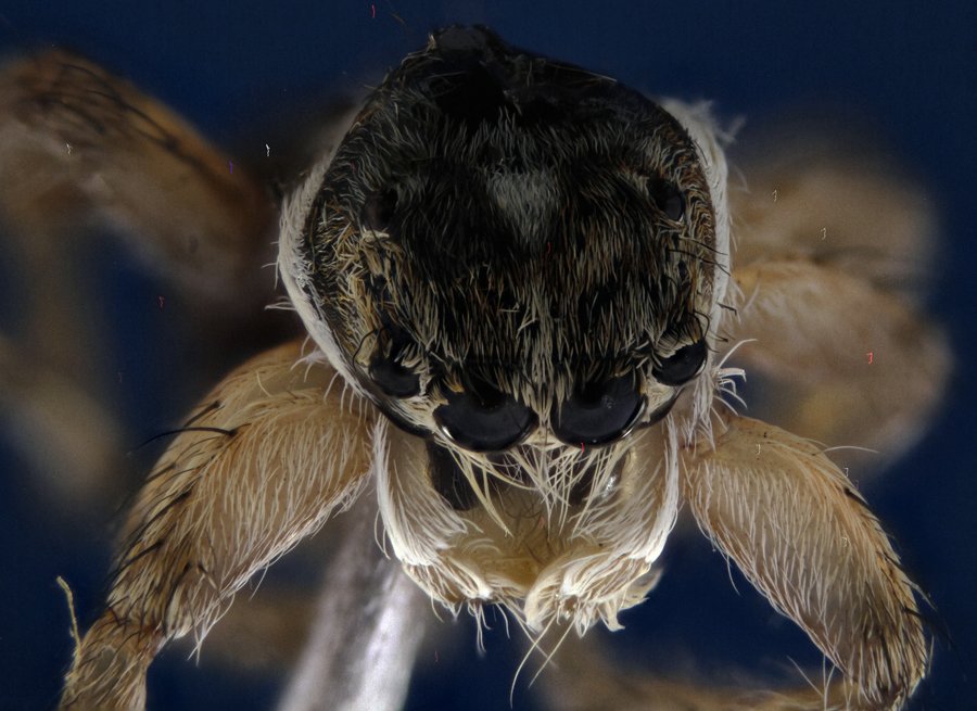 ApiladoH001646p.jpg