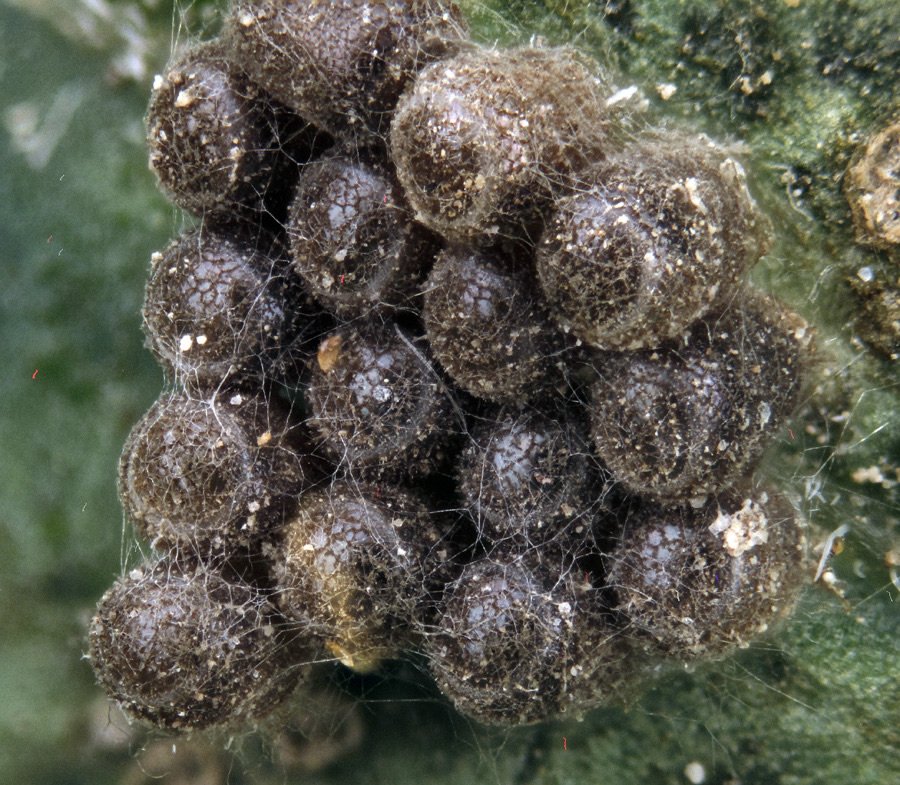 ApiladoH001795_1p.jpg