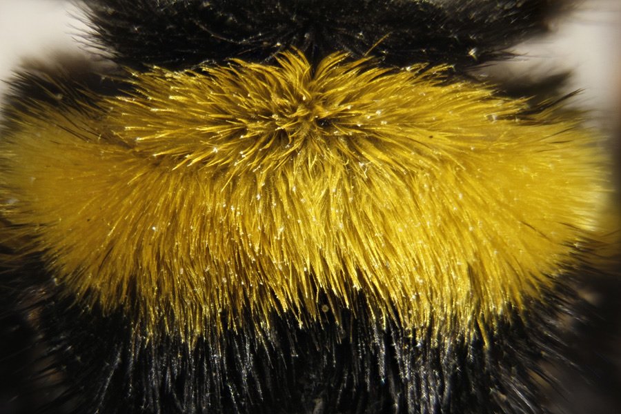 ApiladoH001872_1p.jpg