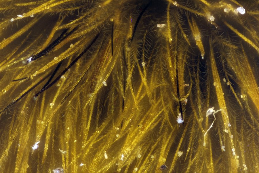 ApiladoH001985_1p.jpg