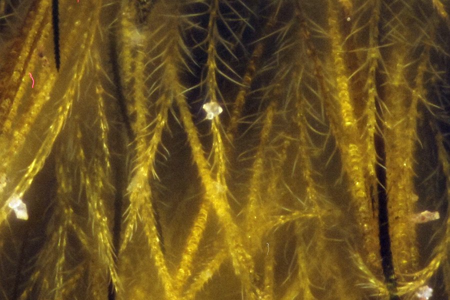 ApiladoH001985_2p.jpg