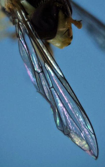 ApiladoZ000871_1.jpg